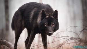 Черый волк - толкование сонника