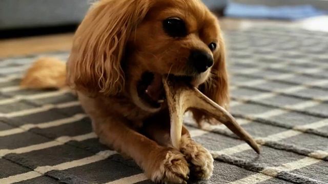 Кавалер кинг чарльз спаниель & олений рог для собак смотреть онлайн