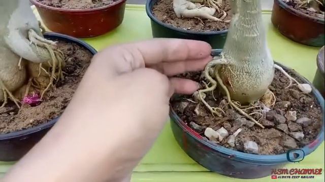 My Adenium Bonsai Collection || Adenium Bonsai || HSM Channel смотреть онлайн