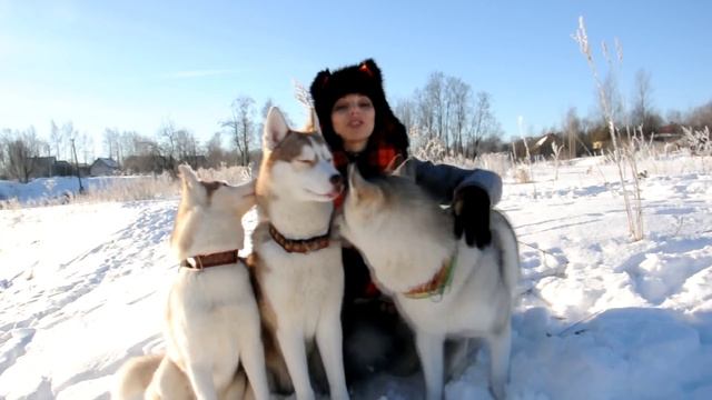 Фото с Хаски в СПб (фотосессия в студии и на природе) смотреть онлайн