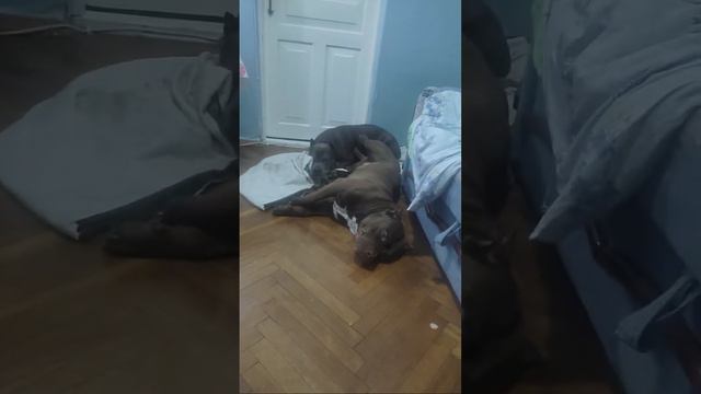 ВСЕМ ПРИВЕТ. МЫ В СТРОЮ))) смотреть онлайн