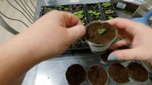 Пикировка колеусов посаженных их семян в домашних условиях.