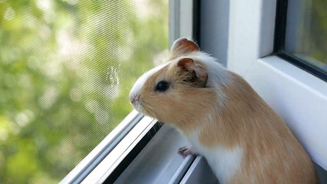 Морская свинка радостно поет и смотрит в окно [Guinea pig is singing, looking out of the window] смотреть онлайн