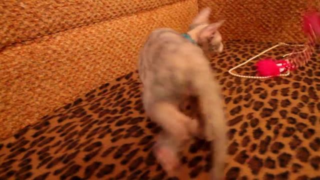 Украинский левкой страйт Иоланта SELENA FLEUR смотреть онлайн