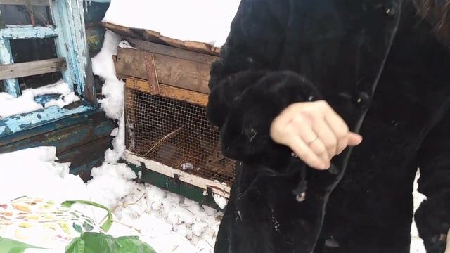 Крольчатам три месяца, Клава не ест... смотреть онлайн