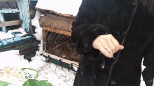 Крольчатам три месяца, Клава не ест...