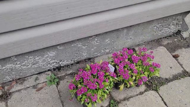 Winter Clean Up & Trying out Fertilizer for the FIRST TIME! смотреть онлайн