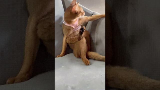 В ожидании смотреть онлайн