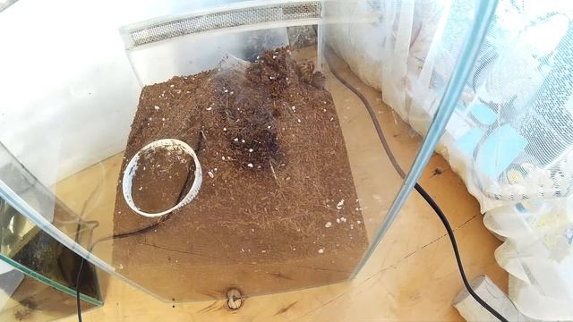 #124 ПАУК КОПАЕТ НОРУ!!! SPIDER DIGS A HOLE смотреть онлайн