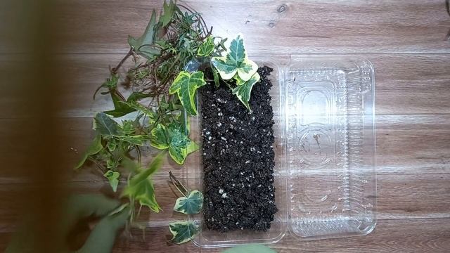 Плющ комнатный. Как размножить? Легко и быстро. смотреть онлайн