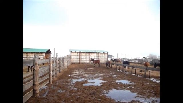 Ферма для лошадей в Красноярском крае смотреть онлайн