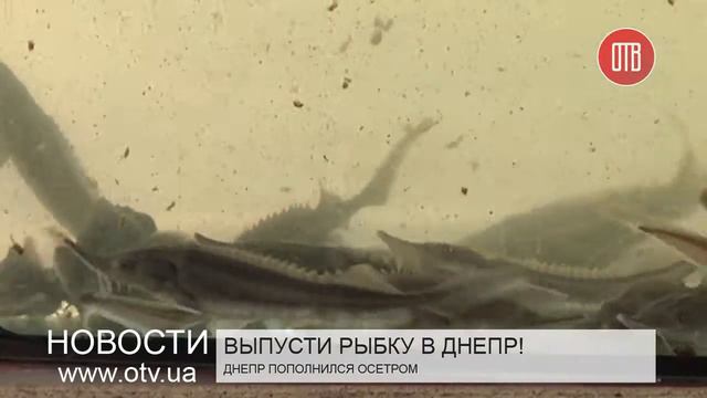 Выпусти рыбку в Днепр! (16.10.2015) смотреть онлайн