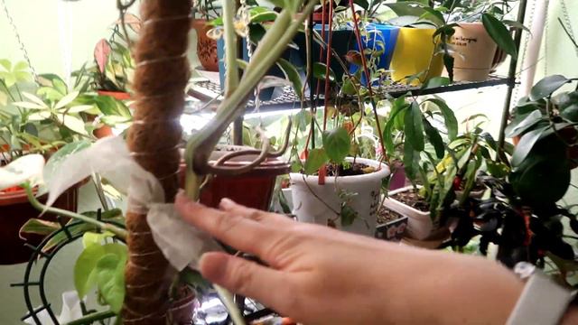 Комнатные растения /Продаю, поливаю /Манго из семечки смотреть онлайн