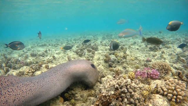 Giant moray, Гигантская мурена смотреть онлайн