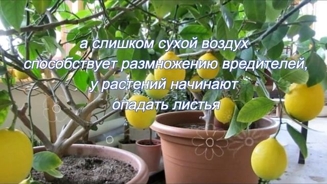 Комнатные растения для южного окна смотреть онлайн