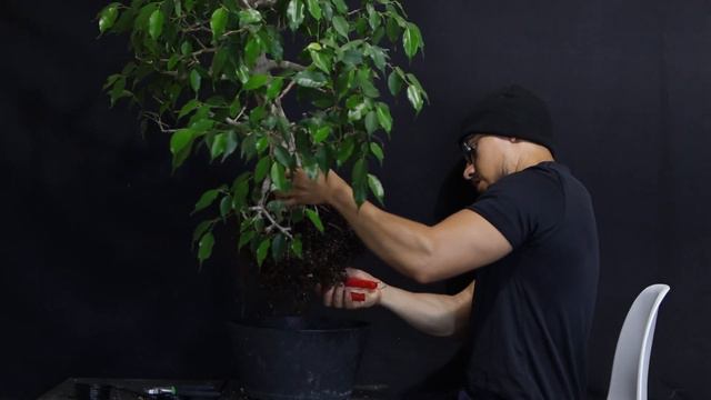 Large Ficus Benjamina, it's first bonsai pot смотреть онлайн