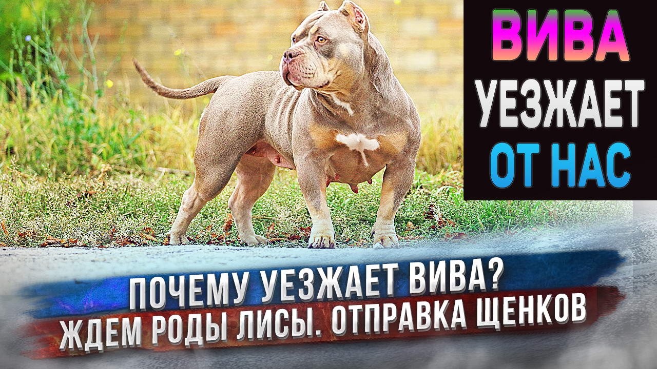 Американский Булли Вива уезжает. Щенки уезжают во Владивосток и в Ставрополь. Ждем роды у Лисы. смотреть онлайн