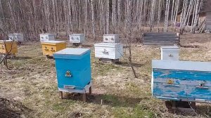 Пчелы в апреле. #жизньвдеревне #пчеловодство #пчёлы #apismelifera #ульи