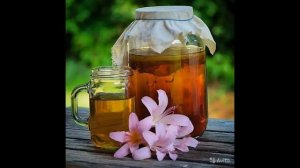 ЧАЙНЫЙ ГРИБ - польза и вред для организма