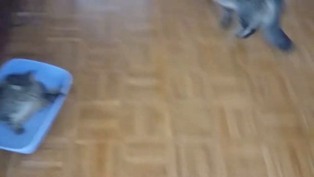 Гага смотреть онлайн