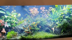 Кристально чистая вода в аквариуме. Растительный аквариум Juwel 450 l на грунте ADA. Часть 46.