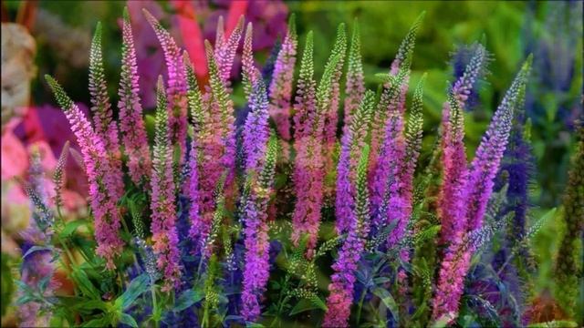 Невероятно красивые засухоустойчивые цветы, которым не страшна жара и засуха. Их стоит посадить! смотреть онлайн