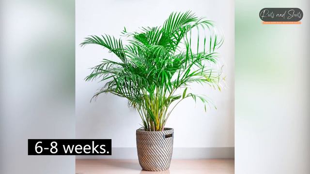 Areca Palm Complete Care | Roots and shoots смотреть онлайн