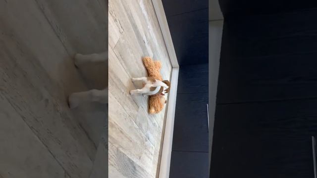 Щенок Джек Рассел терьера - сука по кличке Шелли смотреть онлайн