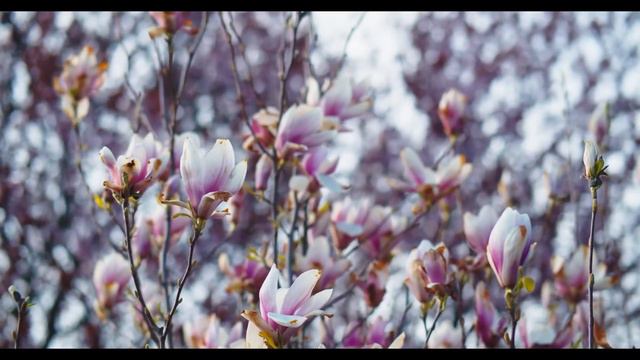 Спокойная музыка для полного расслабления 30 минут. Calm music for complete relaxation 30 minutes. смотреть онлайн