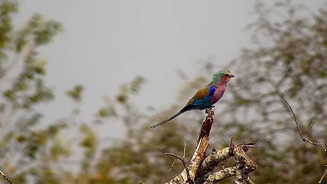 Сиреневогрудая сизоворонка. Африка. Lilac-breasted blue-throated lark. Africa. смотреть онлайн