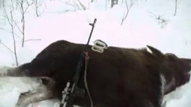 Охота на Лося 2018 год смотреть онлайн