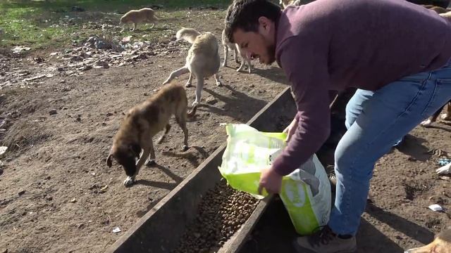 The story of 500 dogs living in the dump. Part 1 смотреть онлайн