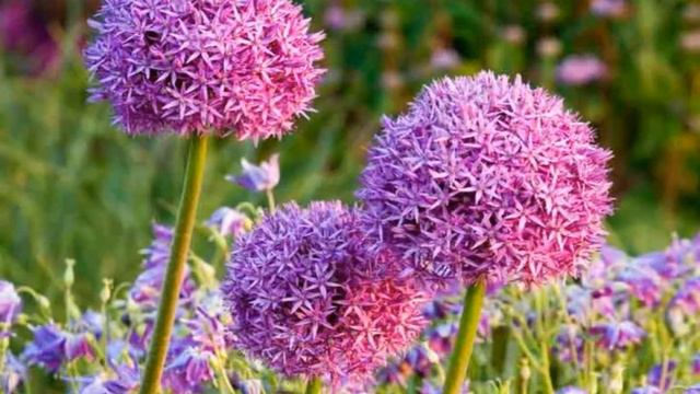 How To Grow Ornamental Allium Plants At Home