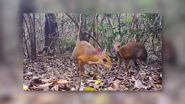 Такие Лошади Рождаются Раз в 1000 Лет смотреть онлайн