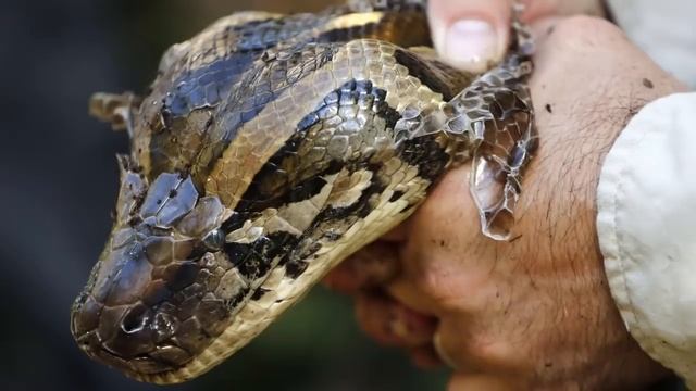 TOP 5 MAIORES COBRAS DO MUNDO смотреть онлайн