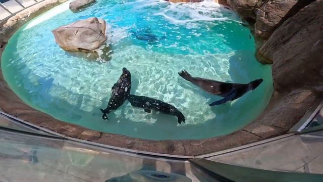 Quik. SeaWorld, San Diego, CA. April 24, 2023. Это был лучший день. смотреть онлайн