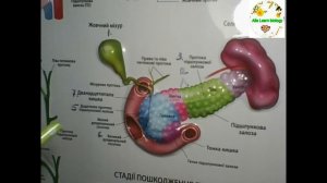 Поджелудочная железа. Анатомия человека.