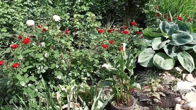 Розы в нашем саду смотреть онлайн