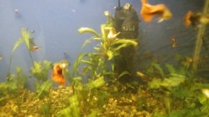 Кислород в аквариуме