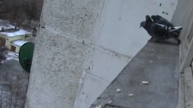 Кормление голубей из окна городской квартиры смотреть онлайн