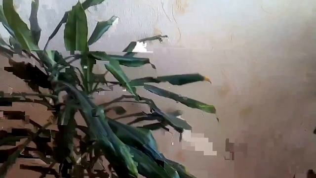 Драцена душистая (видео-обзор от 10 января 2017 г.)