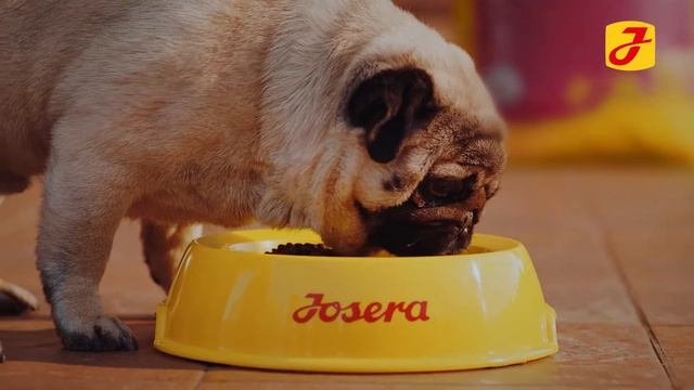 Німецький корм Josera Супер-Преміум класу для собак смотреть онлайн
