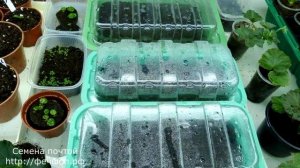 Что посадить на рассаду в декабре и январе  Бегони