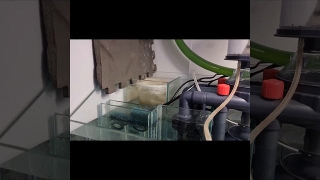 AQUA ONE Mini-Reef 215. 1 week update & filter sock clean. смотреть онлайн