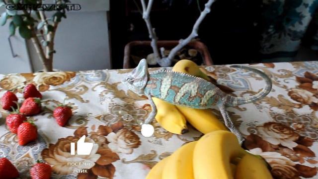 Хома 3 года назад смотреть онлайн