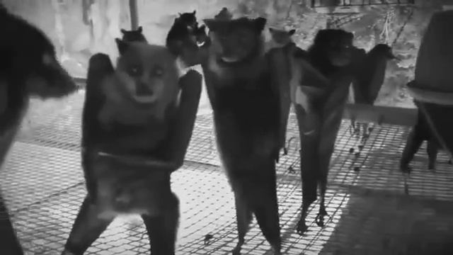 Вампиры на вампирской тусе (She Past Away - Katarsis)