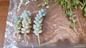 Черенки суккулентов. Подготовка к посадке. Грунт для суккулентов.