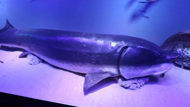 Noaptea Muzeelor 2016: Muzeul National Grigore Antipa смотреть онлайн