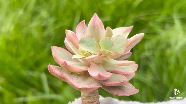 Echeveria Suyon Variegated