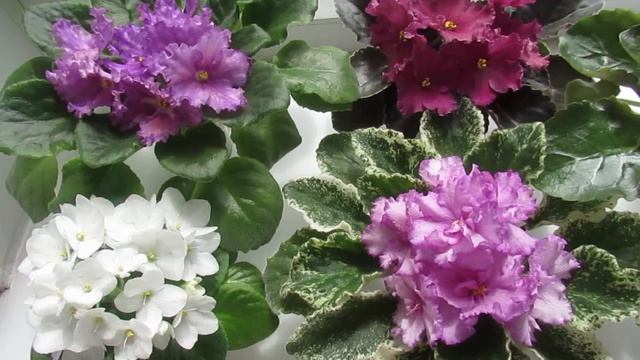 ТАК ФИАЛКИ БУДУТ ЦВЕСТИ ПОСТОЯННО!! ШАПКИ ЦВЕТОВ! СЕКРЕТ В ЭТОМ!! смотреть онлайн